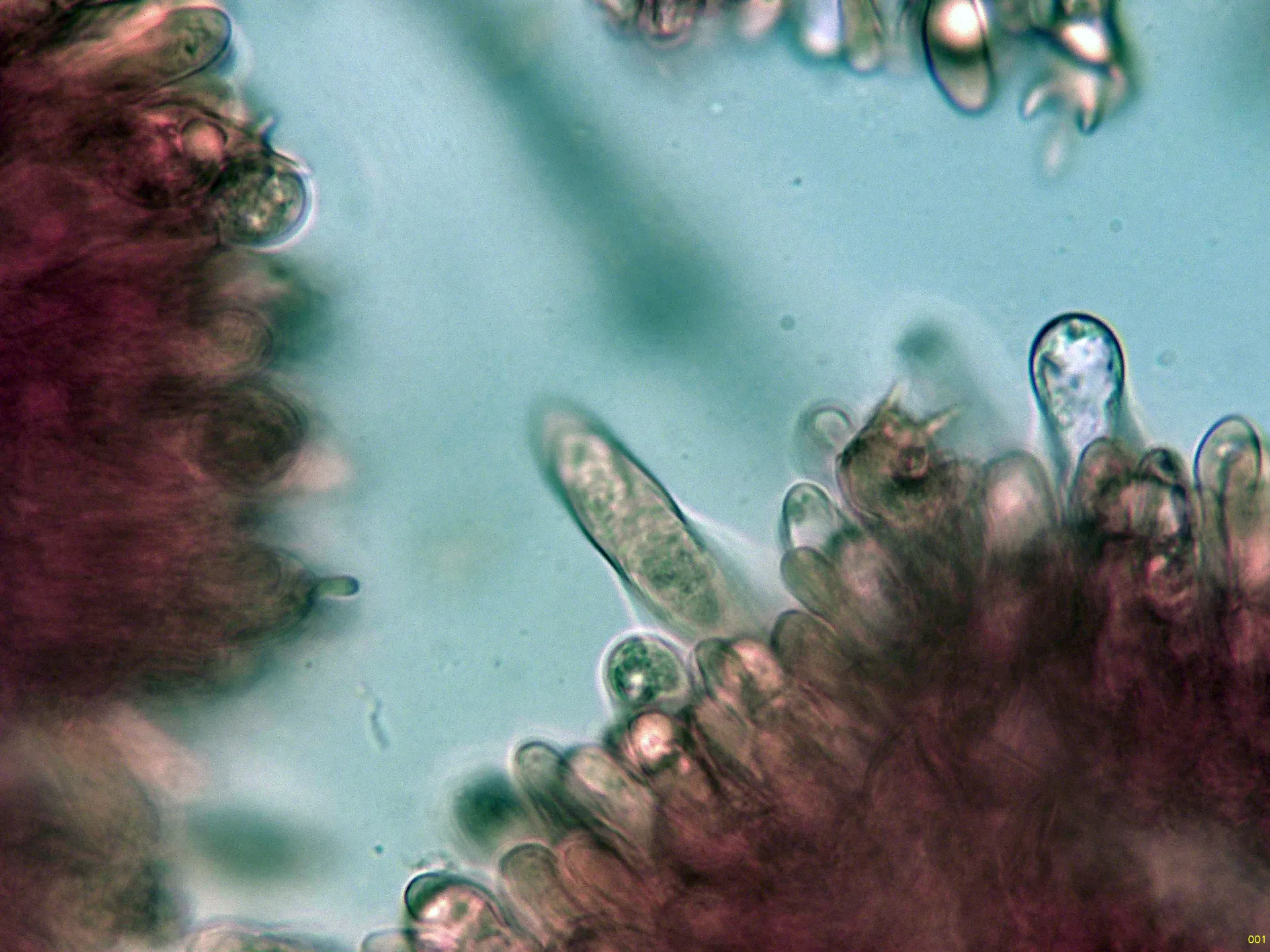 Microscopía de Russula caerulea - 10 - Pleurocistidios-001